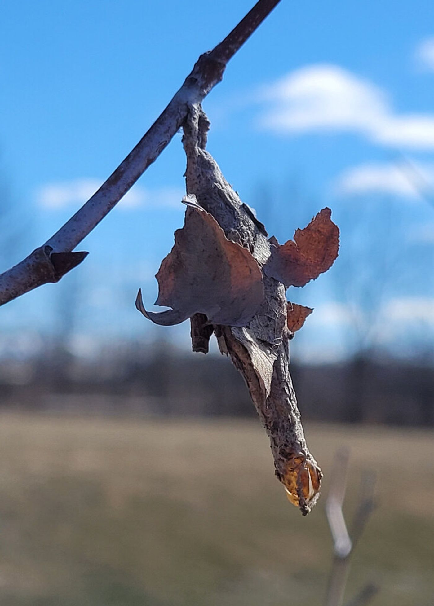 bagworm moths