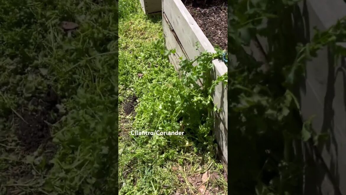 Cilantro is cold hardy and reseeds like crazy! #cilantro #coriander #raisedbedgarden