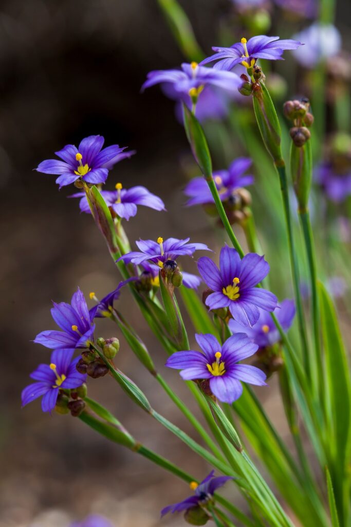 Tom Karwin, On Gardening | Adding plants for your garden – Santa Cruz Sentinel