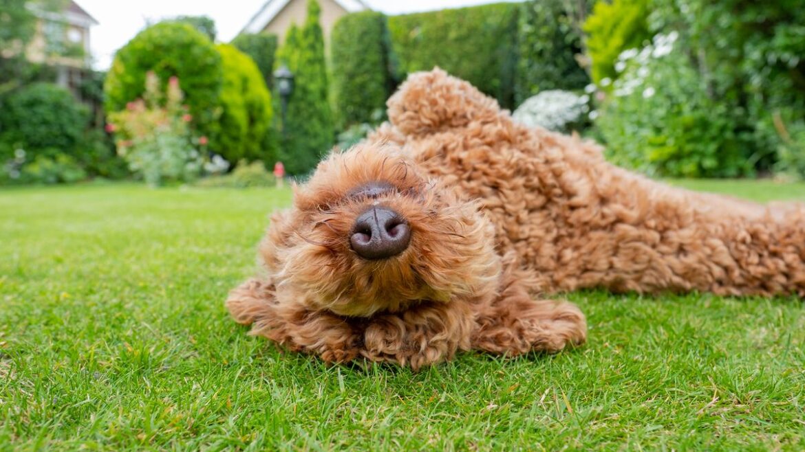 Gardeners urged to ‘take extra care’ this spring as compost can be toxic to dogs Daily Record