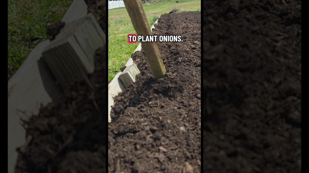 Planting A Year's Supply of Onions | Organic Gardening