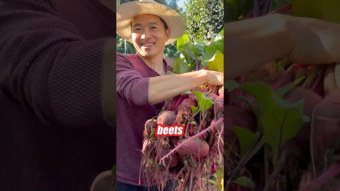 Beets, 3-in-1 Garden Superfood #gardening #ediblegarden #growyourownfood