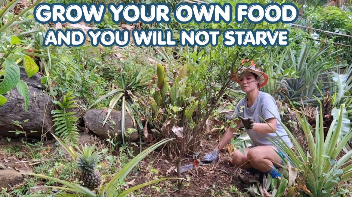 Saving My Lime Tree/ Vegetable Gardening For Sustainable Province Life. #philippines #farming Saving My Lime Tree/ Vegetable Gardening For Sustainable Province Life. #philippines #farming