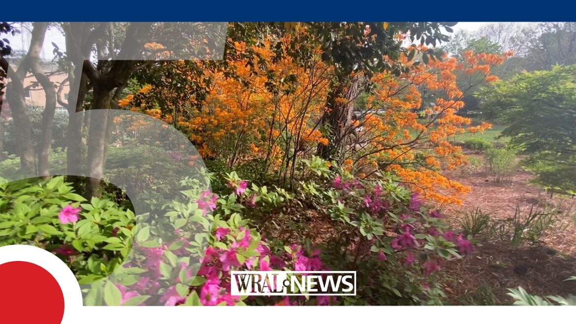 WRAL Azalea Gardens in peak bloom: Garden tips, history and fun facts WRAL Azalea Gardens in peak bloom: Garden tips, history and fun facts