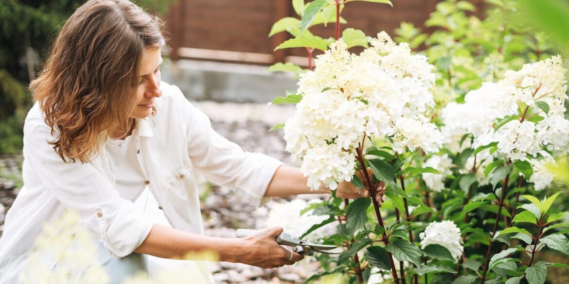 Is It Too Late to Prune Hydrangeas? Here’s What Every Gardener Needs to Know The Pioneer Woman