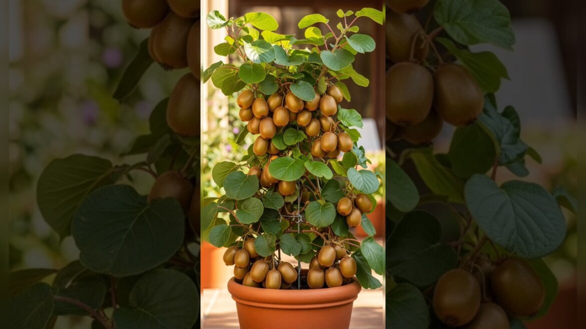 how to grow kiwi at home #shorts #viral #youtubeshorts