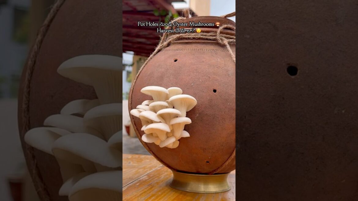 100 Attempts Later… Mushrooms🍄🟫 Finally Grew in Pot! 🥹 100 Attempts Later… Mushrooms🍄🟫 Finally Grew in Pot! 🥹
