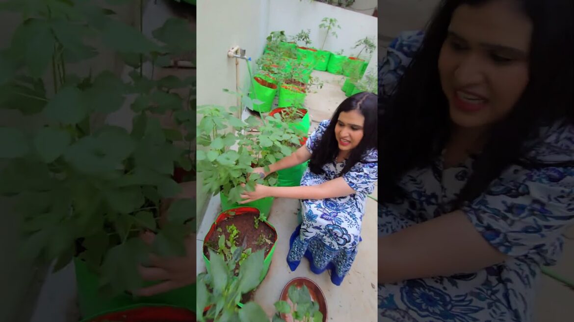 gongura harvest time 😃😋👌🪴 #trending #youtubeshorts #happiness #funny #gardening #home #garden #vegan