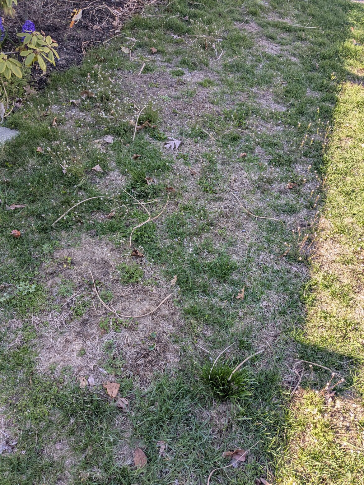 New homeowner in New York, overwhelming weeds New homeowner in New York, overwhelming weeds
