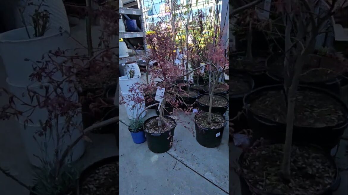 Japanese Maples at Home Depot