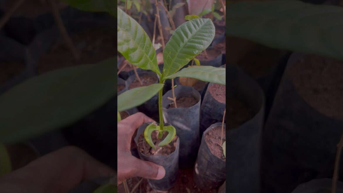 Cashew tree growth from seeds #planttimelapse