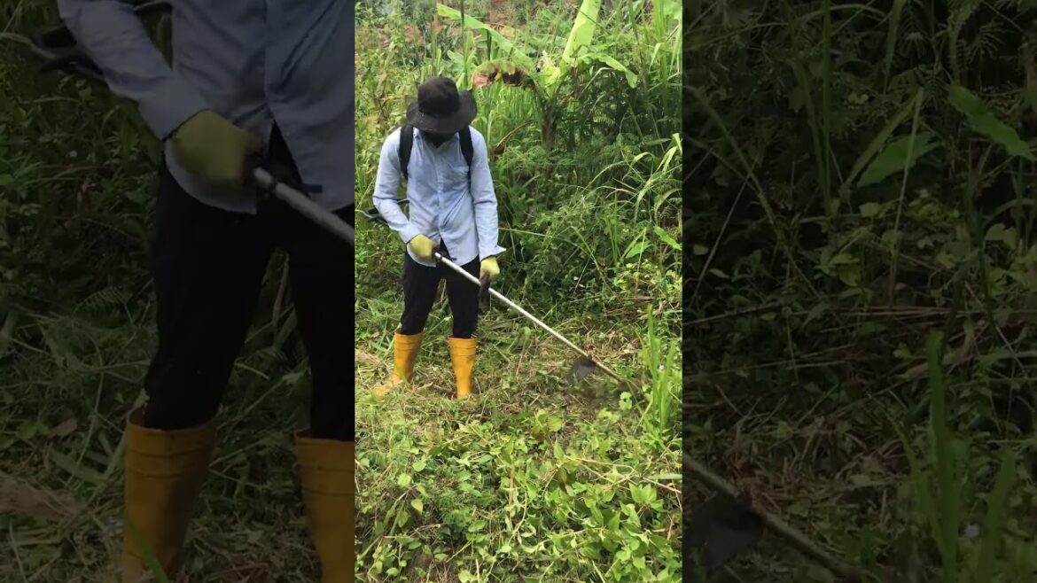 From Wild Grass to Clean Lawn Fast! πͺπΏ From Wild Grass to Clean Lawn Fast! πͺπΏ