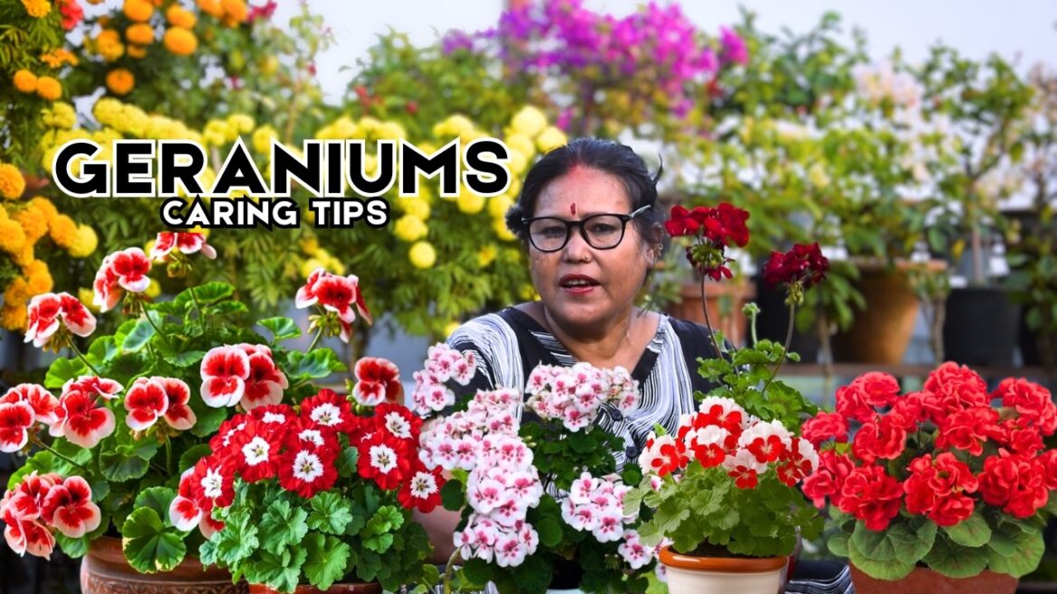 Stop Killing Your Geraniums! Essential Care Tips Every Gardener Must Know ЁЯМ╕ Pabitra Garden Stop Killing Your Geraniums! Essential Care Tips Every Gardener Must Know ЁЯМ╕ Pabitra Garden
