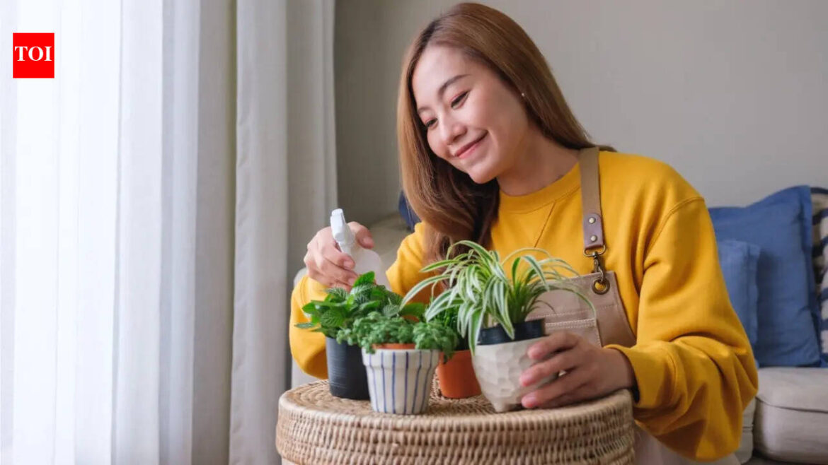 Struggling to keep your indoor plants alive? Gardening expert reveals 5 houseplants that thrive with minimal care, are almost impossible to kill and perfect for beginners Struggling to keep your indoor plants alive? Gardening expert reveals 5 houseplants that thrive with minimal care, are almost impossible to kill and perfect for beginners