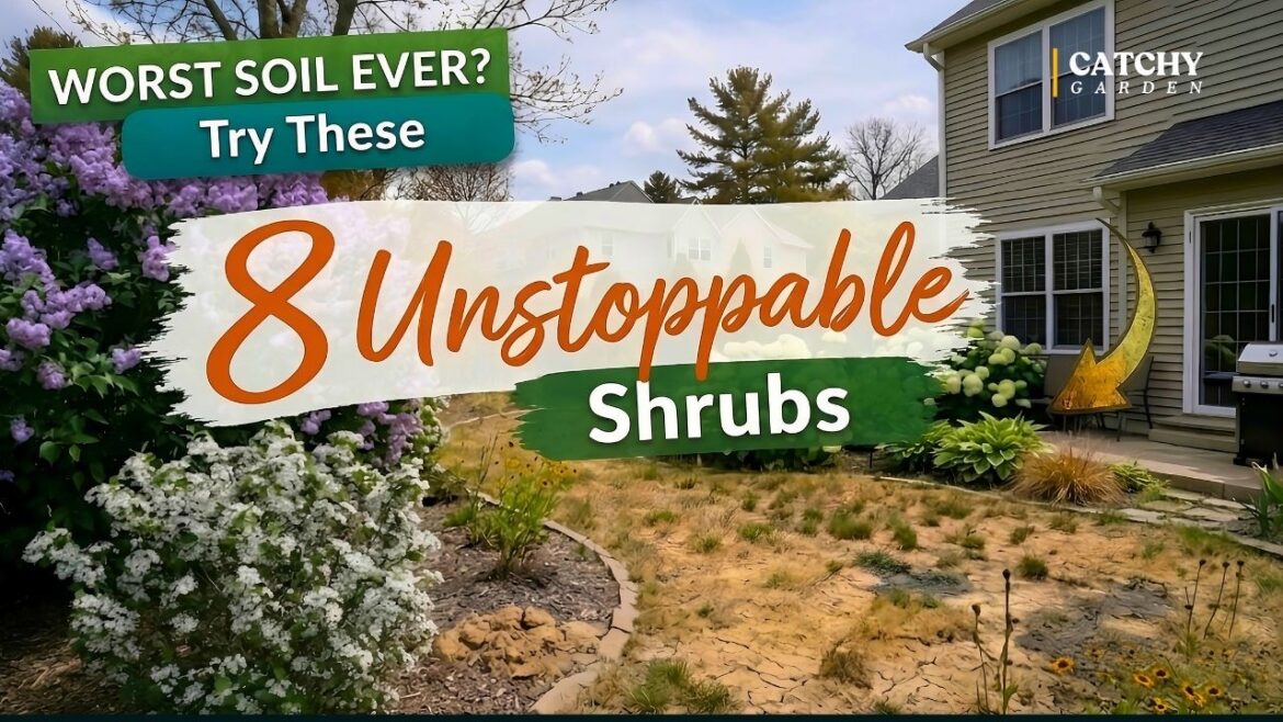 Worst Soil Ever? Try These 8 UNSTOPPABLE Shrubs 🌿💪