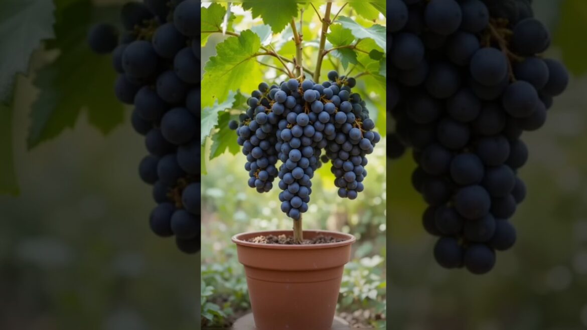 how to grow grapes from grapes at home #shorts #viral #youtubeshorts