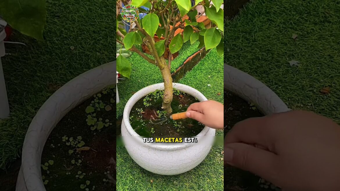 trucos de jardinería #plantas #jardin