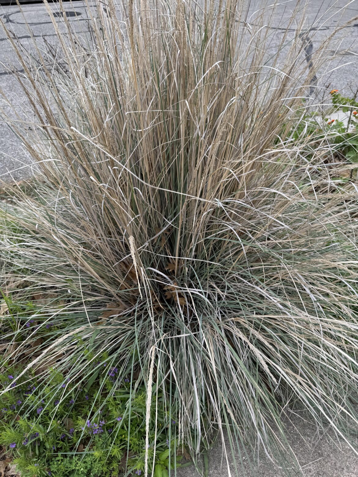 Sick/dead blue muhly??