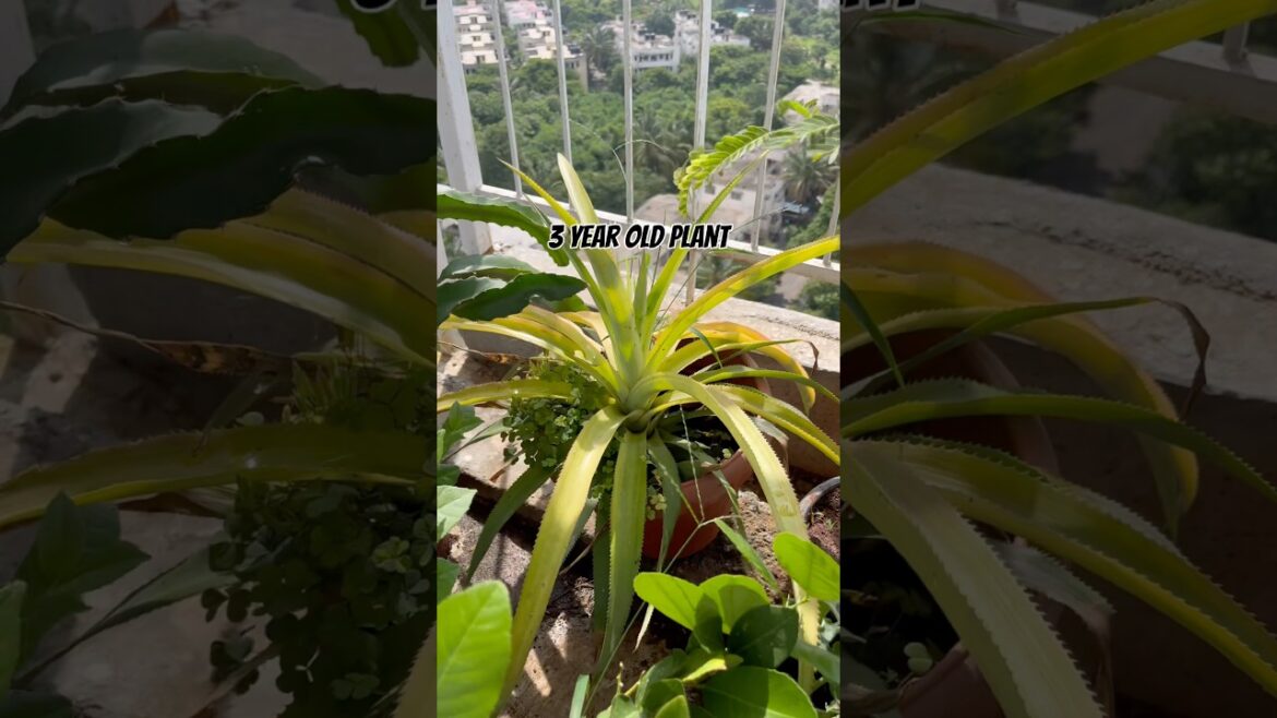 Growing pineapple again #ytshorts #gardeningathome