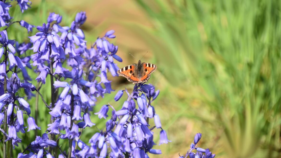 People with bluebells in their garden urged to take 1 action during April Manchester Evening News