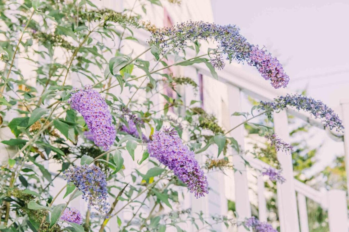 9 Invasive Plants Gardening Pros Wish You’d Stop Planting This Year The Spruce