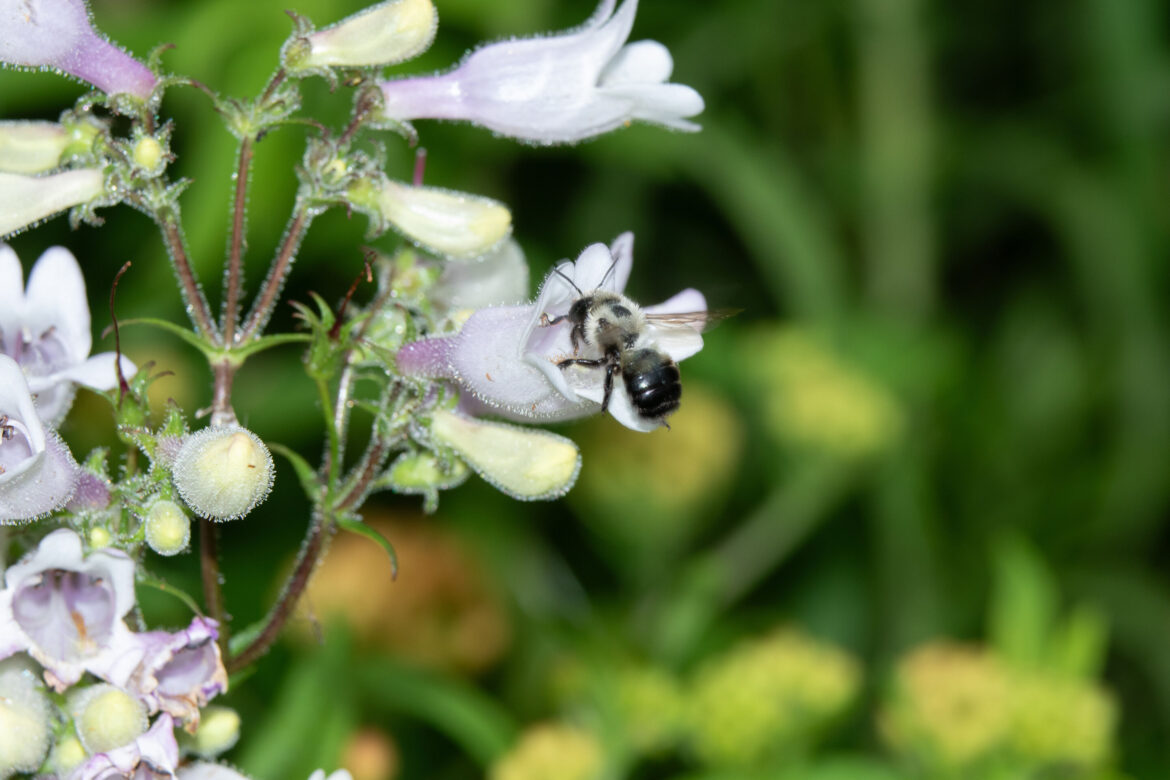 Pollinator-friendly gardens don’t have to sacrifice style Pollinator-friendly gardens don't have to sacrifice style