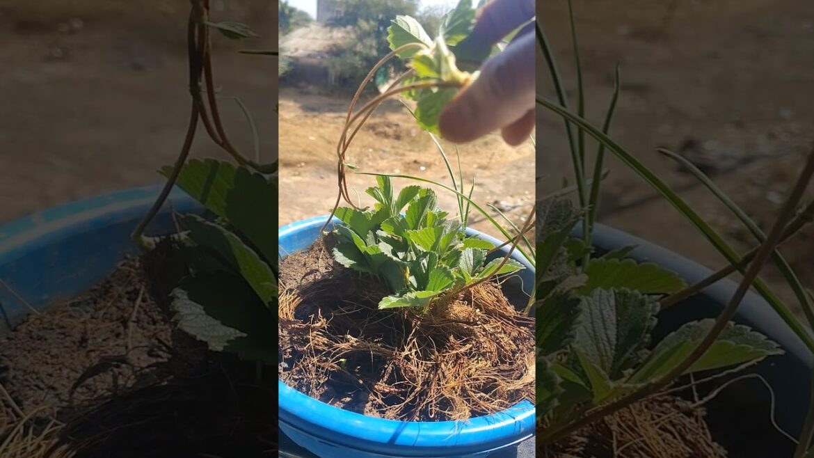 strawberry plant care n tips #shortsfeed #gardening #strawberry #garden shorts #plantcare #ytshorts strawberry plant care n tips #shortsfeed #gardening #strawberry #garden shorts #plantcare #ytshorts