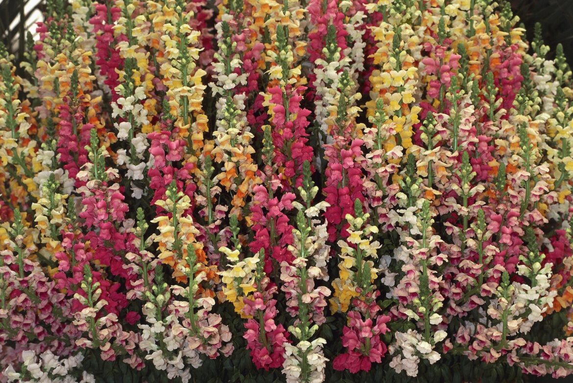 Texas spring garden blooms brighten landscapes now Texas spring garden blooms brighten landscapes now