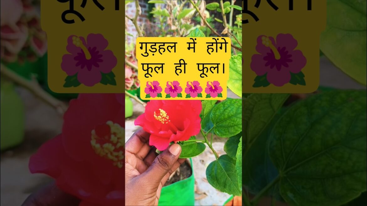 गुड़हल में भर भर कर फूल कैसे लाए?#hibiscus#trend#gardening #newshorts#flowergarden#flowers #newvideo