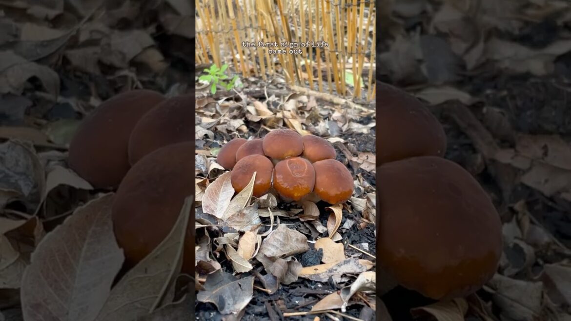Pioppino mushrooms in the garden in TEXAS | grow your own mushrooms anywhere in a couple weeks