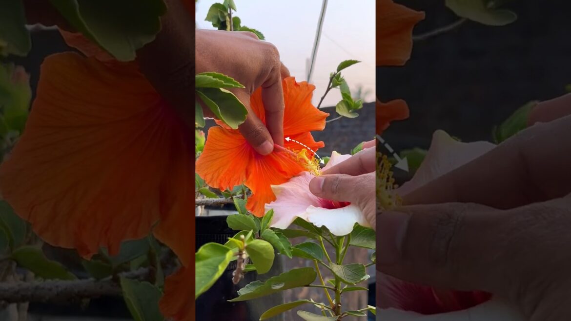 Cross pollination of flowering plants ๐ซฃ๐โฌ๏ธ Cross pollination of flowering plants ๐ซฃ๐โฌ๏ธ