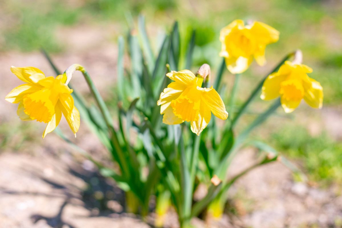 Bright yellow daffodils bloomed in a flowerbed on a sunny spring day. Gardening and ornamental plants