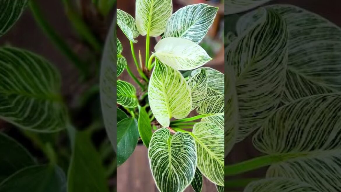Take 10 indoor plants from nursery #garden #shorts #short #shortvideo #plants #viralvideo #trending Take 10 indoor plants from nursery #garden #shorts #short #shortvideo #plants #viralvideo #trending