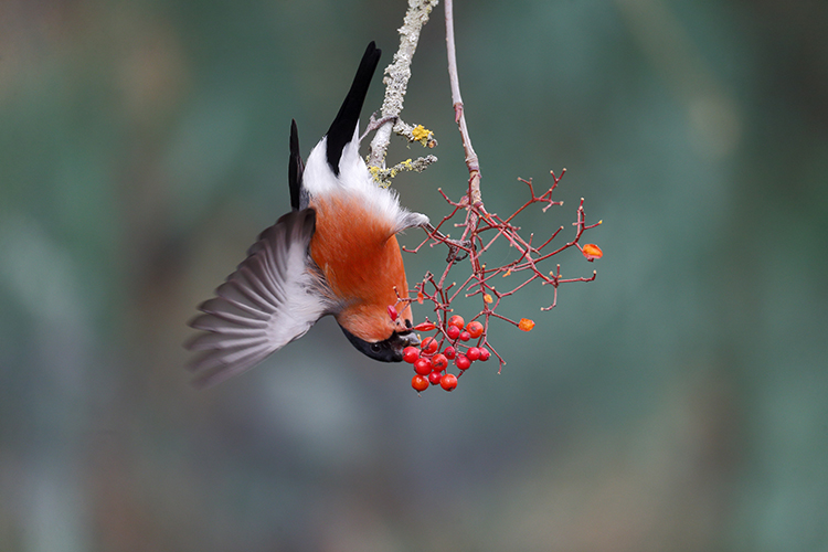 How to attract birds to your garden without bird feeders How to attract birds to your garden without bird feeders