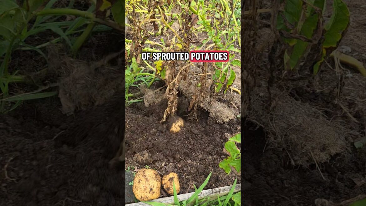 Planting A Year's Supply of Potatoes | Organic Gardening