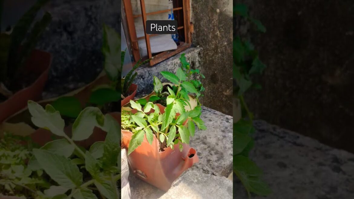 new plans in my garden 👍👍🌿☘️🍀