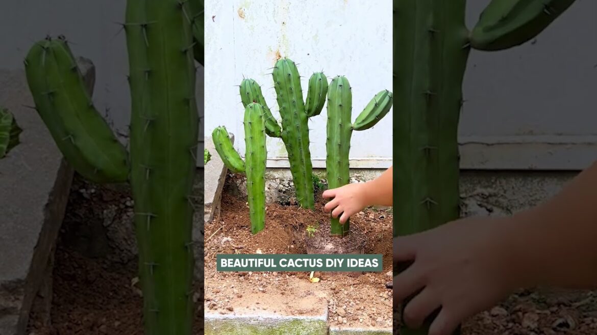 Modern Cactus Garden Design Ideas | Transform Your Backyard
