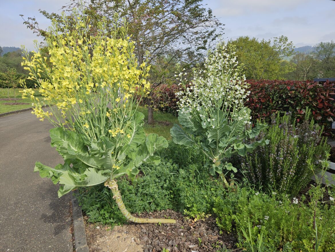 The collards 'trees' are flowering