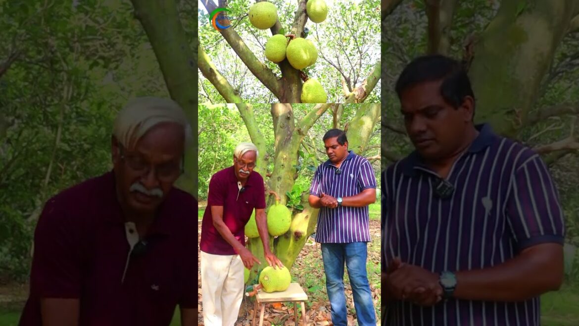 Expert Gardener Reveals Simple Tips to Prevent Jackfruit Damage Expert Gardener Reveals Simple Tips to Prevent Jackfruit Damage