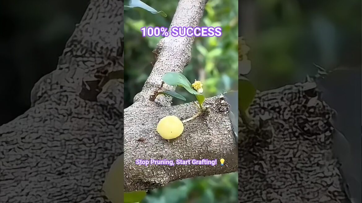 This Tree Grafting Trick is Genius! π³β¨ #Gardening This Tree Grafting Trick is Genius! π³β¨ #Gardening