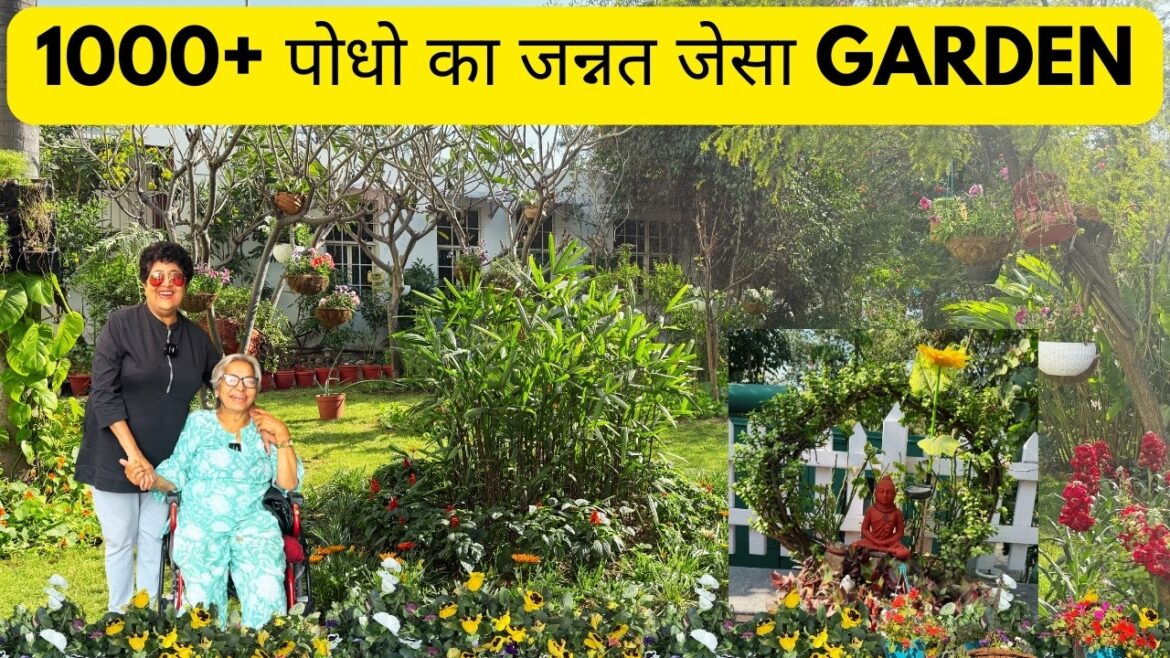 1000 + पोधो का जन्नत जेसा Garden 1000 + पोधो का जन्नत जेसा Garden