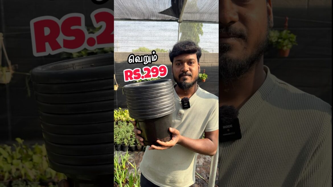 8 inches pots offer / tamil gardening tips