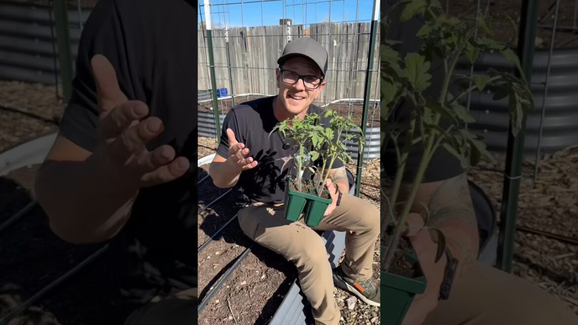 Plant Extra Tomatoes, You’ll Thank Me Later…