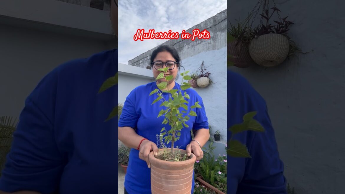Ep-52,Organic Garden Series-2026,Grow Mulberries 🍇 in Pots-Tips #happygardening #gardentips #farm
