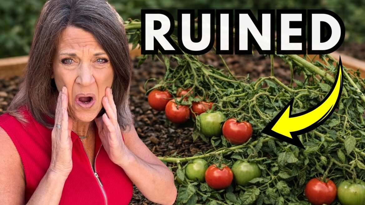 CaliKim: You Planted Your Garden… Now You’re Ruining It You Planted Your Garden… Now You’re Ruining It