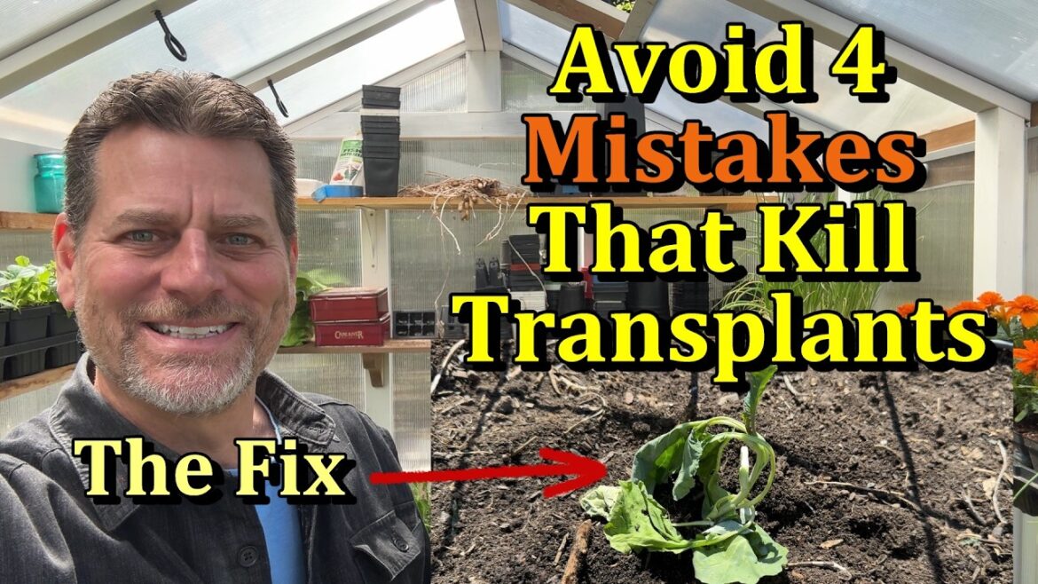 Gary Pilarchik: 4 Garden Transplant Mistakes to Avoid & The Solutions – Simple Once You Know! 4 Garden Transplant Mistakes to Avoid & The Solutions - Simple Once You Know!