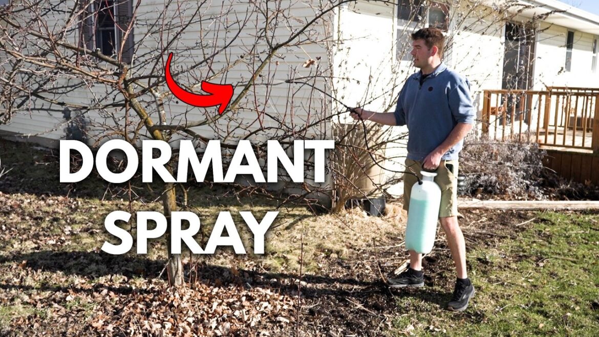 MIgardener: Do THIS To Your Fruit Trees Before it’s Too Late! Do THIS To Your Fruit Trees Before it's Too Late!