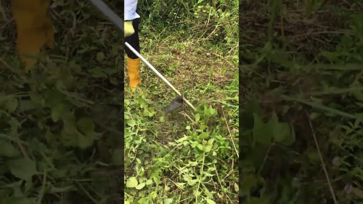 This Machine Destroys Grass Instantly! π±π₯ This Machine Destroys Grass Instantly! π±π₯