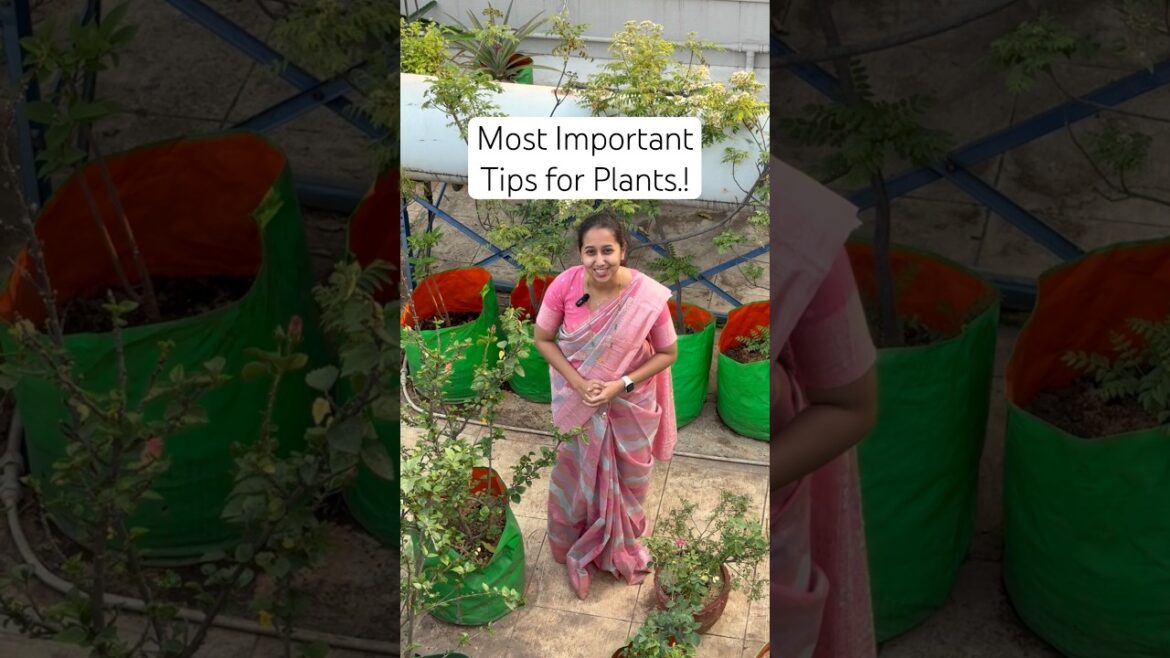 Most Important Tips and Tricks for Plants.! #tipsandtricks #gardening #garden #terracegarden