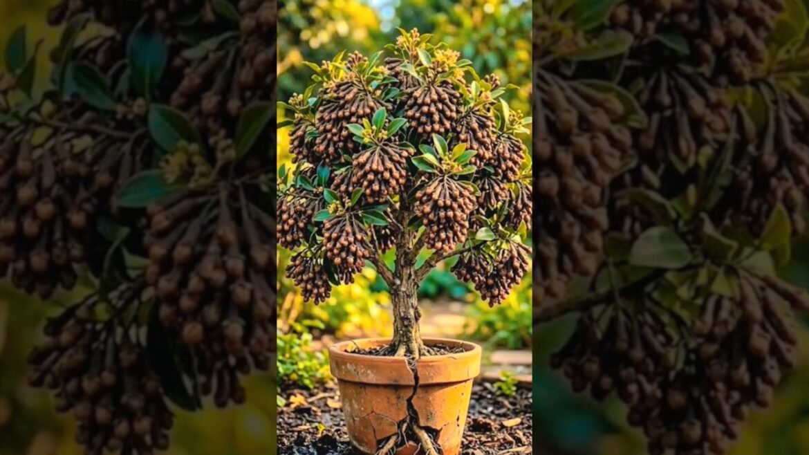 šThis Tiny Plant Full of Cloves Pods?!š±#short#viralā¹tranding šThis Tiny Plant Full of Cloves Pods?!š±#short#viralā¹tranding